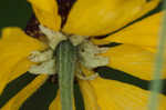 Oldfield sneezeweed